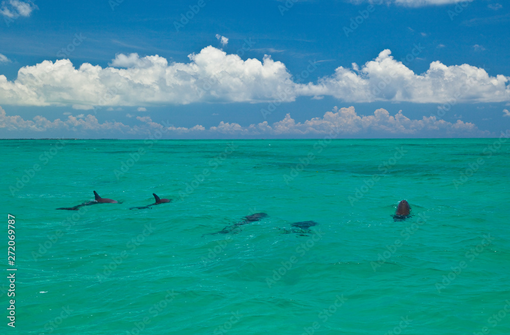 Delfin mular. Reserva de la Biosfera de Sian Kaan, Riviera Maya, Estado ...