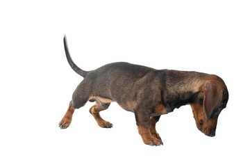 Wall Mural - Closeup of a bi-colored black and tan wire-haired Dachshund dog  full body looking down isolated on a white background