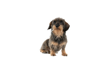 Wall Mural - Full bofy Closeup of a bi-colored longhaired  wire-haired Dachshund dog with beard and moustache isolated on a white background