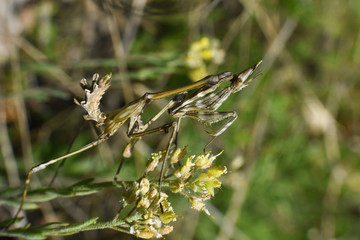 Conehead mantis (Empusa pennata) mediterranean shrubland ambush predator insect