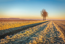Dutch Polder Landscape In The Winter Season