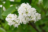 Fototapeta Pomosty - White lilac flowers and green leaves.