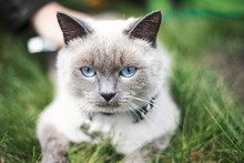 Cat's Face With Big Blue Eyes Close-up. Cat On A Walk In The Park. Cat On Green Grass Background