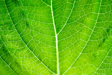 green leaf texture background closeup