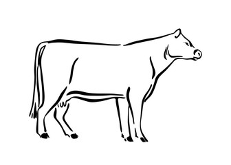 Wall Mural - Hand drawn cow sketch illustration. Vector black ink drawing farm animal, outline silhouette isolated on white background