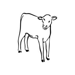 Wall Mural - Hand drawn cow calf sketch illustration. Vector black ink drawing farm animal, outline silhouette isolated on white background