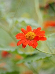 orange Gerbera Daisy flower on blurred of nature background