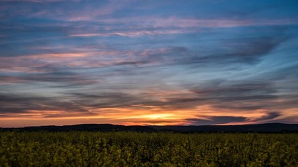 Wall Mural - Sunset sky with a rape field in the foreground. Cloudy colorful evening sky with jet trails and agriculturally used nature.