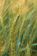 Magnificent ears of elite barley in the field. Advertising of fertilizers for farmers, agro-companies and agro-holdings