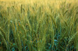 Magnificent ears of elite barley in the field. Advertising of fertilizers for farmers, agro-companies and agro-holdings