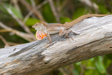 Brown Anole Shedding 
