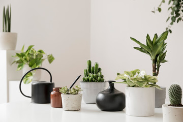 Wall Mural - Stylish and botany composition of home interior garden filled a lot of plants in different design, elegant pots on the white table. White backgrounds walls. Green is better. Spring blossom. Template.