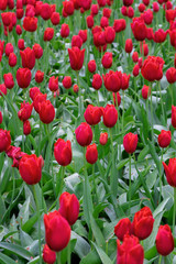 Wall Mural - beautiful red Tulip flowers in spring garden.