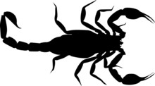 Scorpion Tattoo Silhouette Logo Isolated On White Background