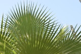 Fototapeta  - ogród botaniczny z kaktusami Majorelle, Maroko, Marrakesh