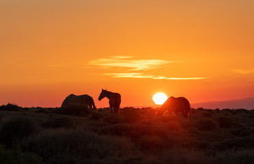 Sticker - Wild Horses in a Beautiful High Desert Sunrise