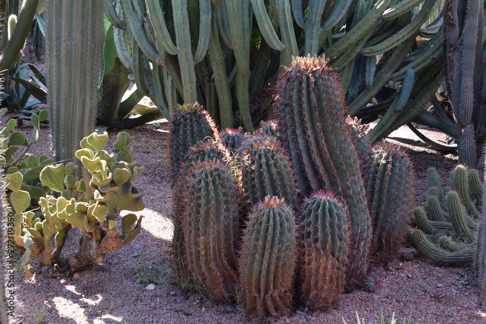 ogród botaniczny z kaktusami Majorelle, Maroko, Marrakesh - obrazy, fototapety, plakaty 