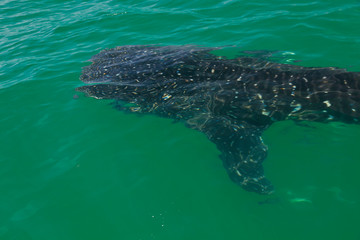 TIBURON BALLENA (Rhincodon typus), Isla de Holbox,  Estado de Quntana Roo, Península de Yucatán, México