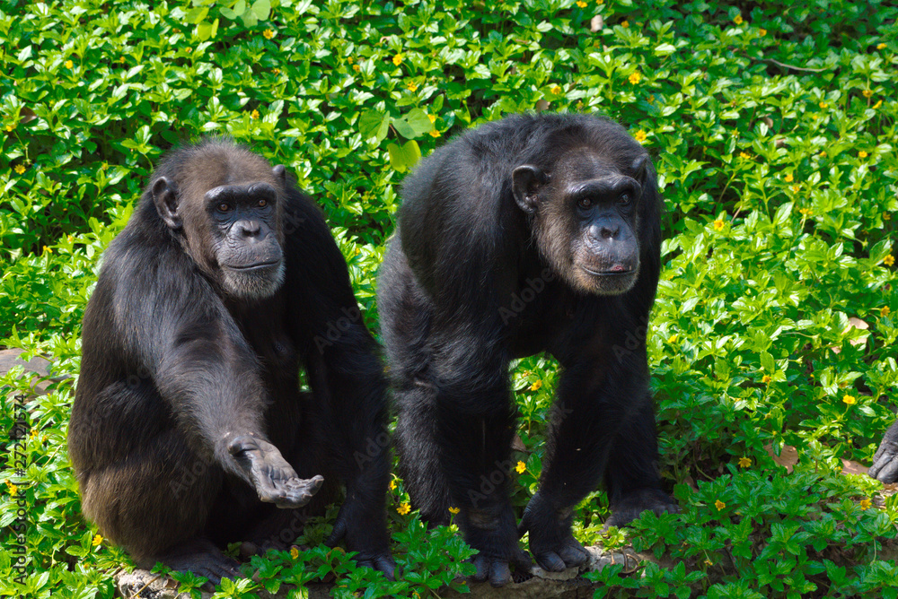 Chimpanzee,animal with brains nearby mankind. - obrazy, fototapety, plakaty 