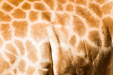 Genuine Leather Skin Of Giraffe With Light At Dark Brown.