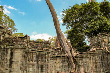 Wall Mural - Banyan tree in Ta Prohm temple, Siem Reap, Cambodia