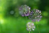 Fototapeta Dmuchawce - Purple allium nutans onion flowers closeup