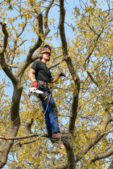 Canvas Print - Arborist or Tree Surgeon at work up a Tree using safety ropes.