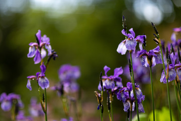 Beautiful iris flowers in the garden at sunset on blurred background