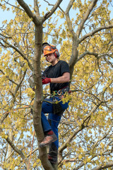 Poster - Tree Surgeon or Arborist using a chainsaw while roped up a tree.