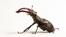 Large Stag Beetle, Studio Photography