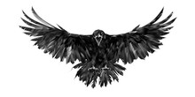 Painted Portrait Of A Raven On A White Background In Front With A Wingspan