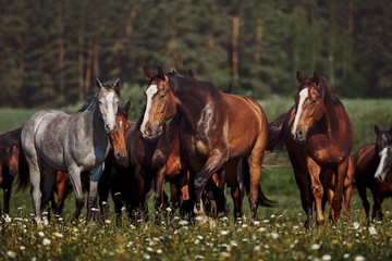 Wall Mural - A herd of young horses on pasture