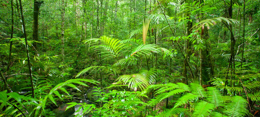 Pure tropical rainforest on rain morning.