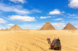 The Pyramids of Giza and a camel in the sand, Egypt