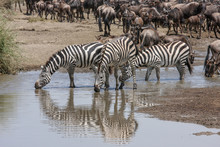 Groups Of Buffalo And A Zebra Sharing A Waterhole In  Wildlife Reserve  Masai Mara. KENYA