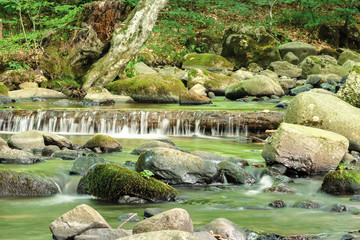 refreshing stream in the forest. beautiful nature scenery in summertime. mossy rocks among the brook. trunk in the water form a small cascade