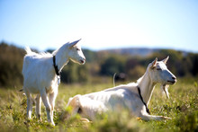 Two White Bearded Goats Grazing In Green Meadow Grass On Bright Sunny Summer Day.