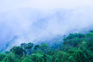 Poster - Scenery of tropical forest in blue mist.