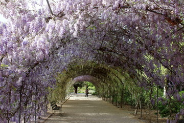 Canvas Print - adelaide botanic garden, australia