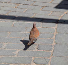 Little Streptopelia Senegalensis Walking On The Sidewalk In Search Of Food. Dove Is A Synanthropic Organism.