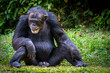 Adult Chimpanzee sitting upright with his genitals in full