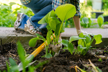 Wall Mural - close up hands of a garden worker in gloves replant young sprouts