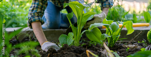 Fotomural close up female planting decorative plant with huge leaves in the soils