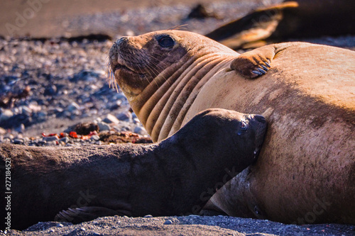 Southern Elephant Seal Mirounga Leonina And Milk Drinking Baby Buy This Stock Photo And Explore Similar Images At Adobe Stock Adobe Stock