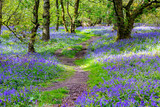 Fototapeta Las - Beautiful bluebells in the forest of Scotland