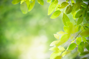 Wall Mural - Nature of green leaf in garden at summer. Natural green leaves plants using as spring background cover page greenery environment ecology wallpaper