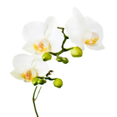 Poster - Orchid flowers isolated on white.