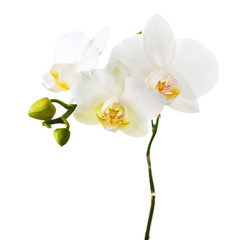 Poster - Orchid flowers isolated on white.