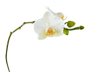 Poster - Orchid flowers isolated on white.