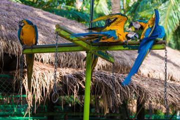 Colourful macaw parrot bird in park